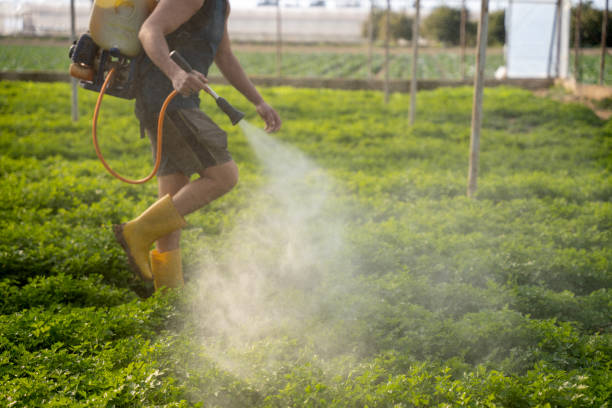 Best Mosquito Control Services  in Pioche, NV