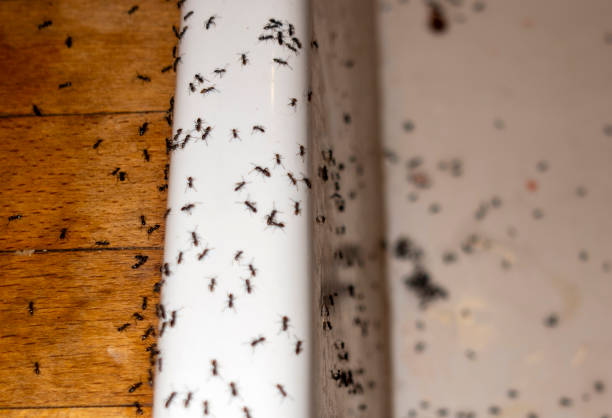 Best Residential Pest Control  in Pioche, NV